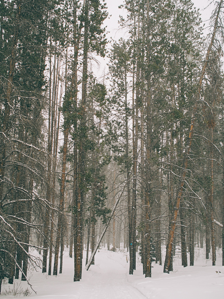 Snow falling on cedars