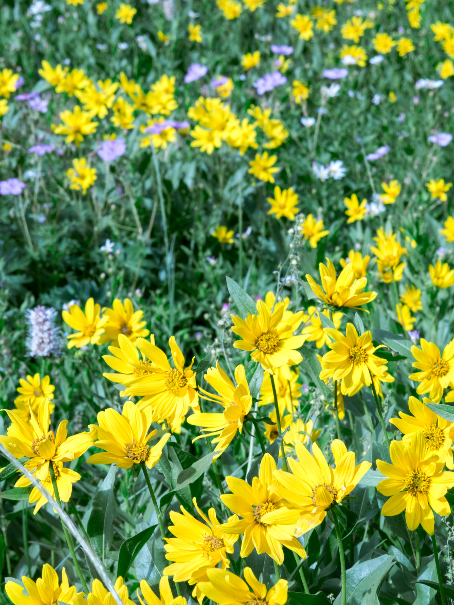 Alta Wildflowers